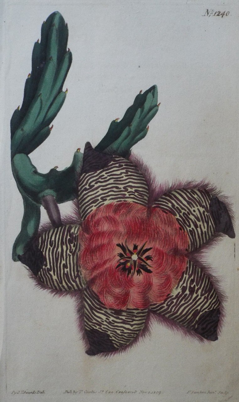 Print - No. 1240 (Stapelia Pulvinata, Cushioned Stapelia.) - Sansom